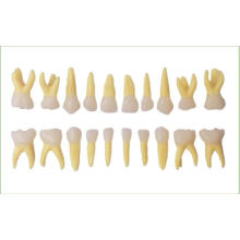 Primary Teeth Model with 20PCS Teeth